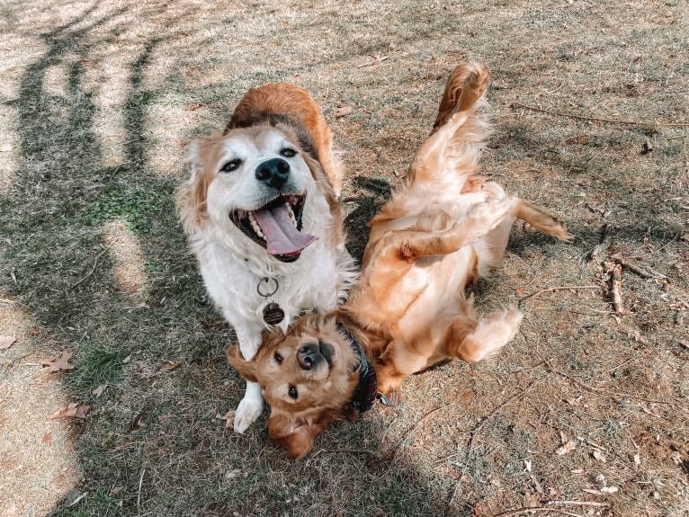 Marley, a Golden Retriever tested with EmbarkVet.com