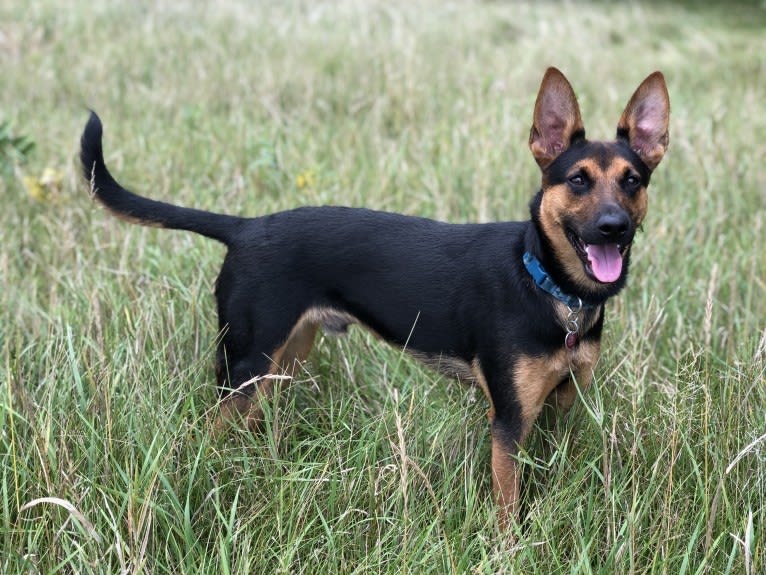 Marvin, a German Shepherd Dog and Miniature Pinscher mix tested with EmbarkVet.com