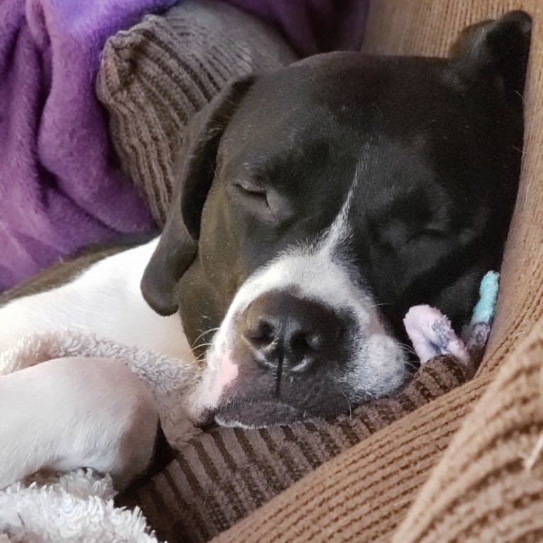 Kedzie, a Dogo Argentino and Perro de Presa Canario mix tested with EmbarkVet.com