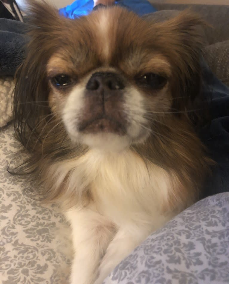 Maverick, a Japanese Chin tested with EmbarkVet.com