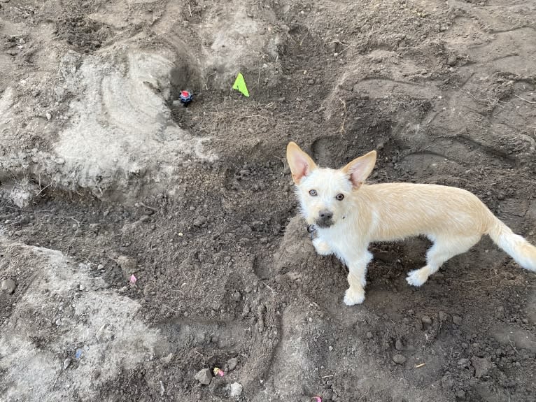 Bailey, a Chihuahua and Bichon Frise mix tested with EmbarkVet.com