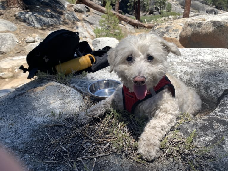 Bobby McGee, a Poodle (Small) and Cocker Spaniel mix tested with EmbarkVet.com