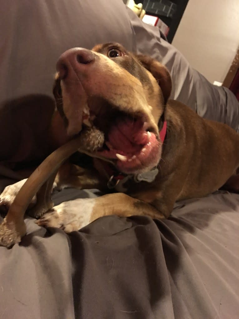 Beach's Dorie Jade, a Catahoula Leopard Dog tested with EmbarkVet.com