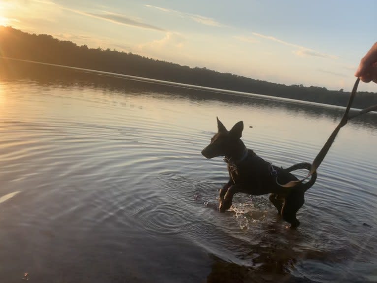 Westin, an Australian Cattle Dog and American Pit Bull Terrier mix tested with EmbarkVet.com