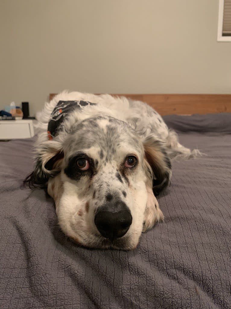 Walter, a Llewellin Setter tested with EmbarkVet.com