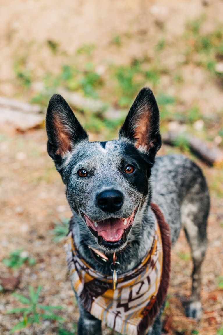 Ranger, an Australian Cattle Dog tested with EmbarkVet.com