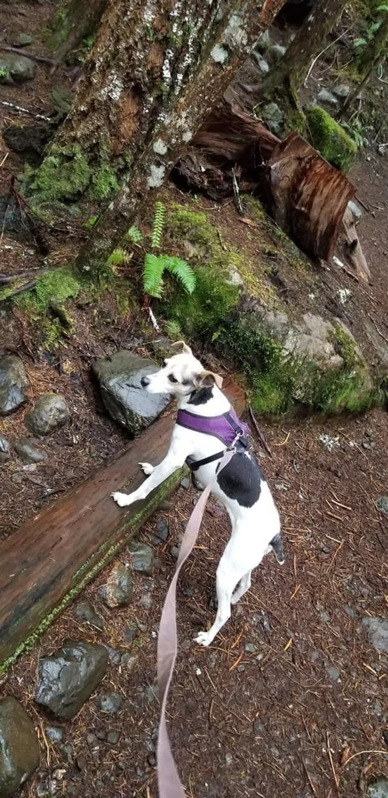 Lizzie, a Russell-type Terrier and Toy Fox Terrier mix tested with EmbarkVet.com