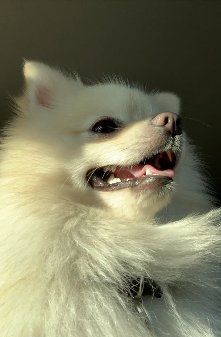 Koda, a Pomeranian tested with EmbarkVet.com