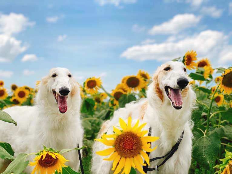 Gorbachev, a Borzoi tested with EmbarkVet.com