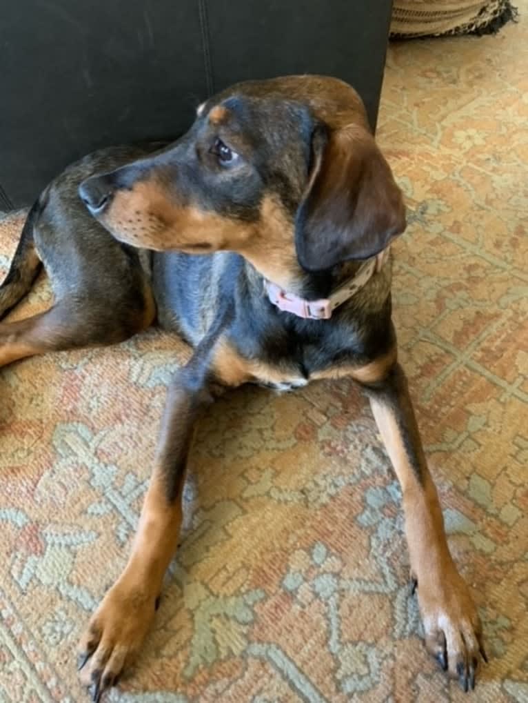 Riley, a Doberman Pinscher and Great Pyrenees mix tested with EmbarkVet.com