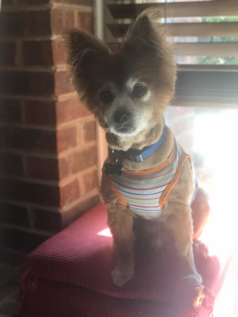 Hank, a Pomeranian and Chihuahua mix tested with EmbarkVet.com