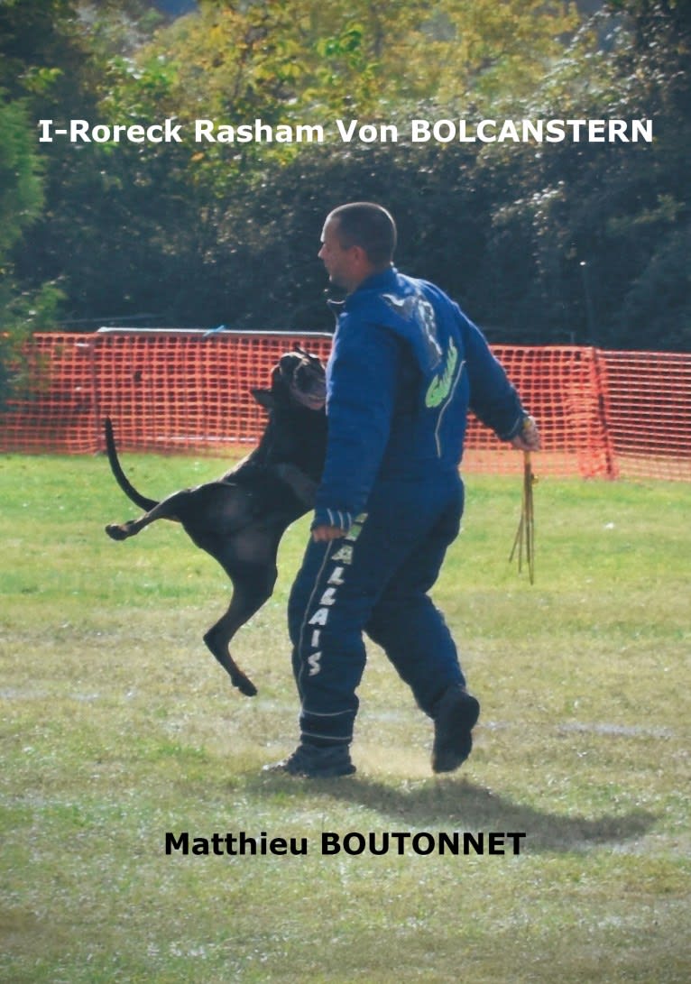 Roreck, a Doberman Pinscher tested with EmbarkVet.com