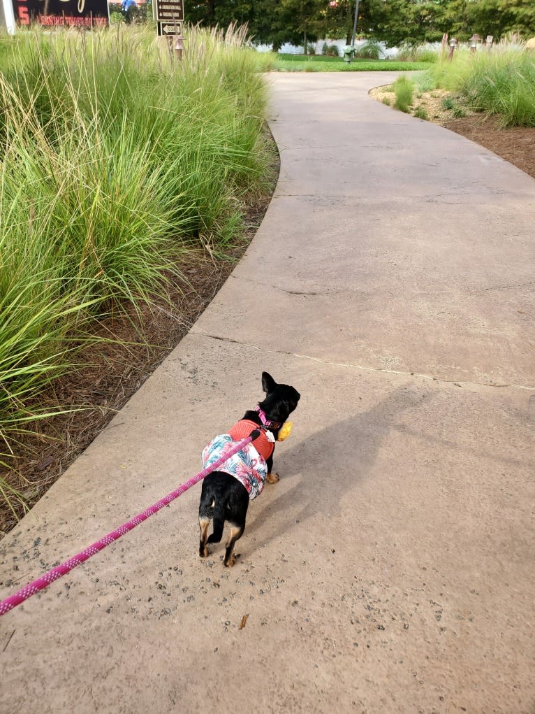 Lola, a Chihuahua and Miniature Pinscher mix tested with EmbarkVet.com