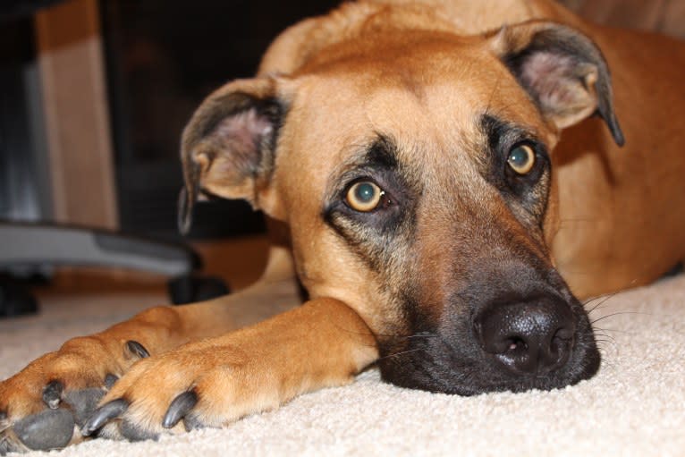 Tucker, a Boxer and American Pit Bull Terrier mix tested with EmbarkVet.com