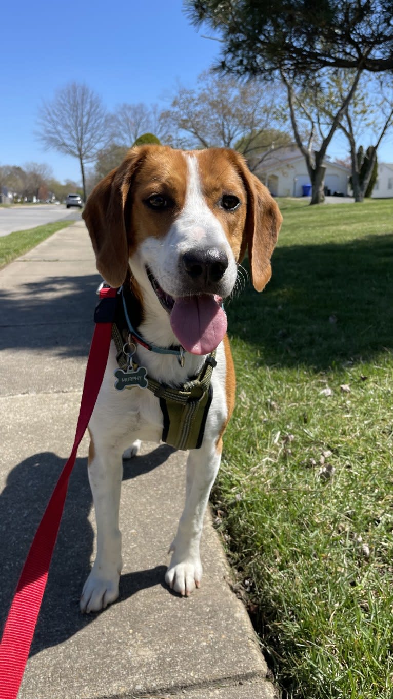 Murphy, an American Foxhound and Redbone Coonhound mix tested with EmbarkVet.com