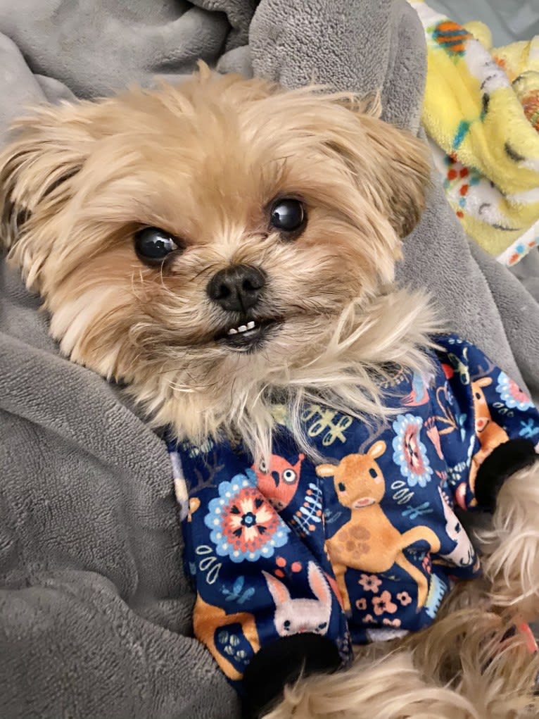 Buddy, a Yorkshire Terrier and Shih Tzu mix tested with EmbarkVet.com