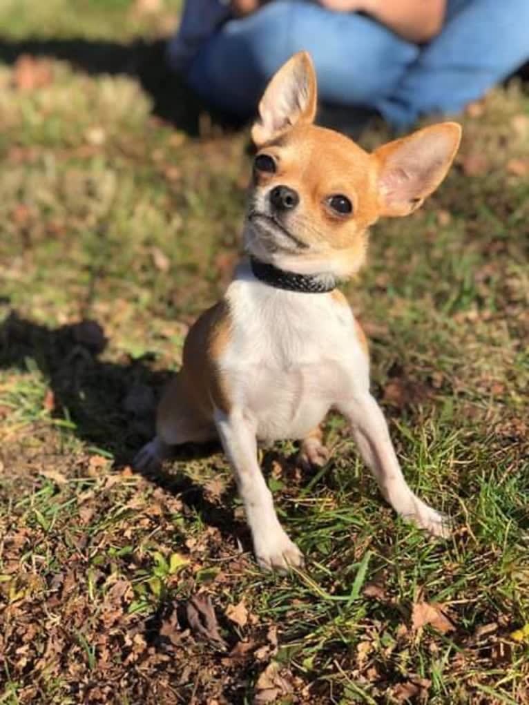 Joey, a Chihuahua tested with EmbarkVet.com