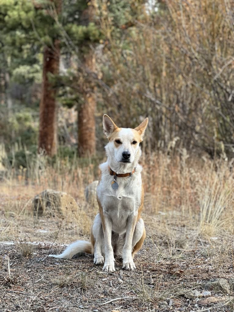 Lupine, an Australian Cattle Dog and Border Collie mix tested with EmbarkVet.com