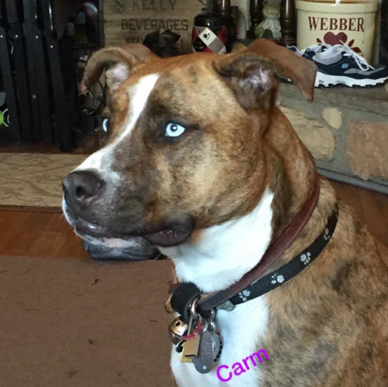 Carmella, a Staffordshire Terrier and Border Collie mix tested with EmbarkVet.com
