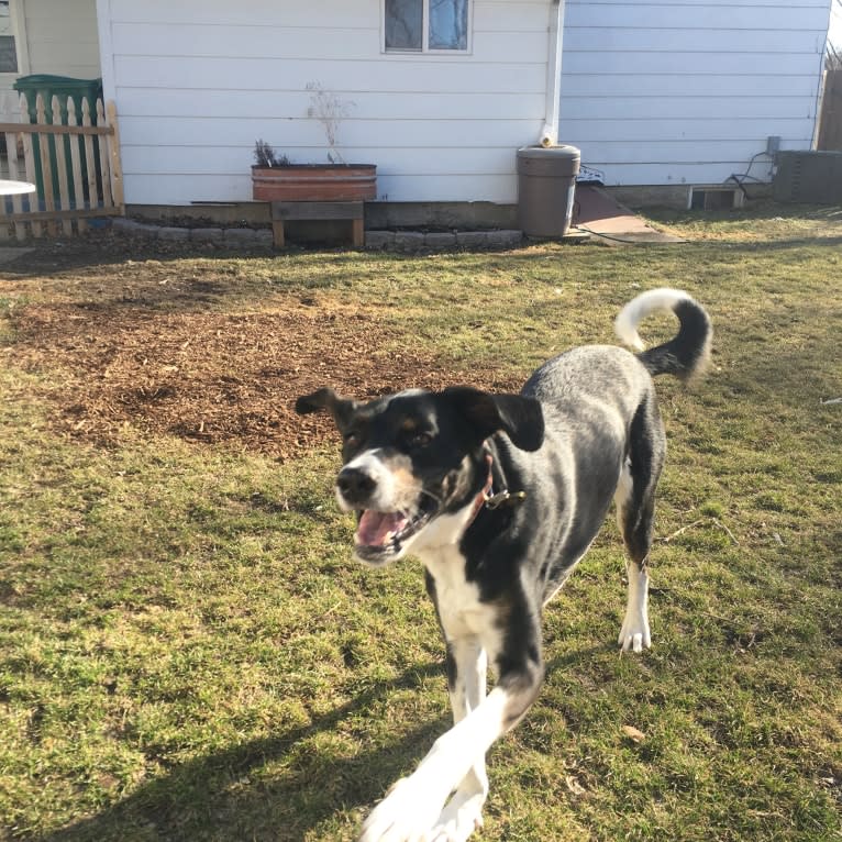 Beau, an Australian Cattle Dog and Great Pyrenees mix tested with EmbarkVet.com