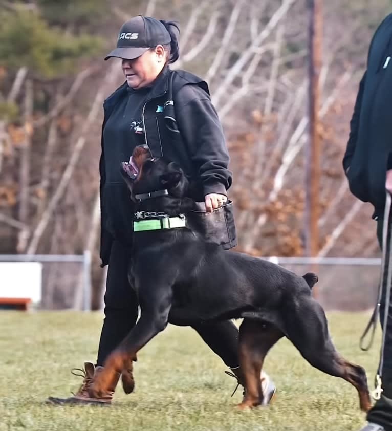 Kratos Raiju, a Rottweiler tested with EmbarkVet.com