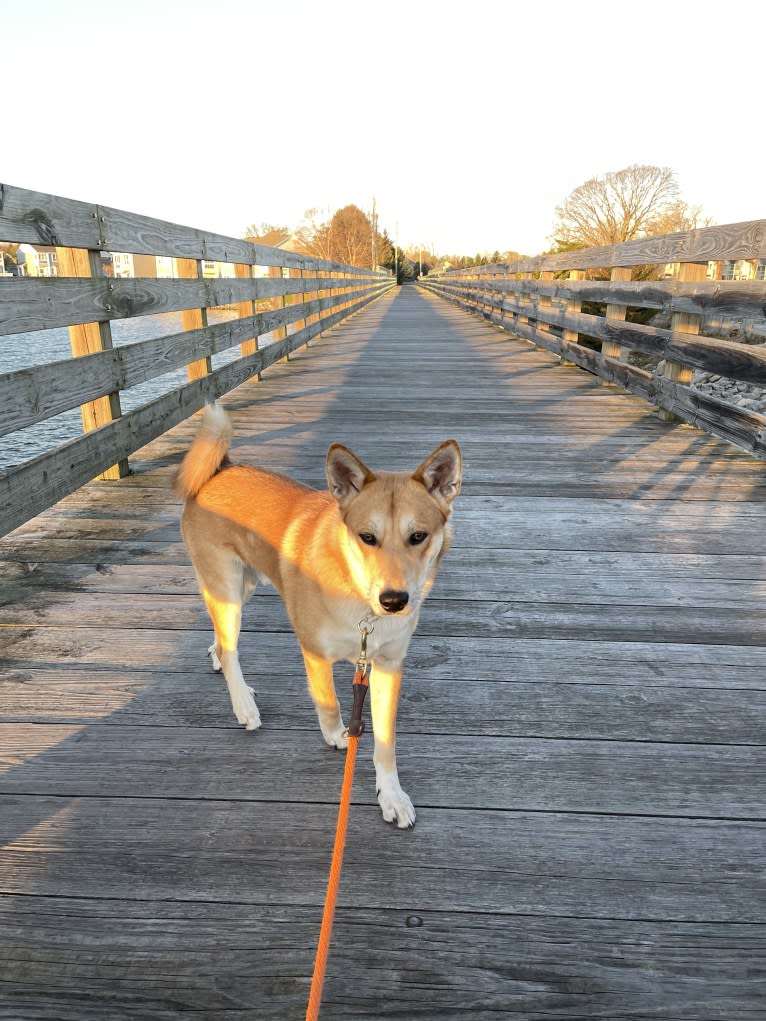 Dax, a Carolina Dog tested with EmbarkVet.com