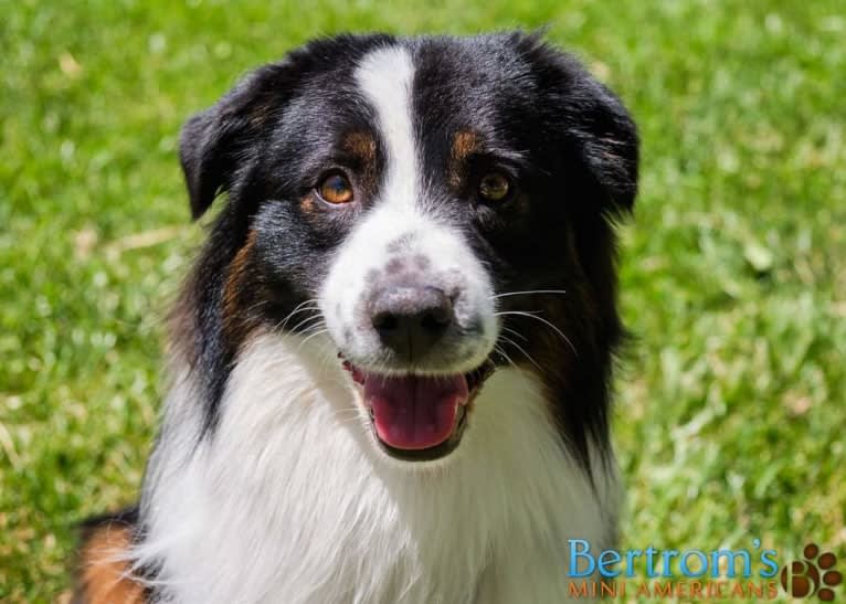 Zoom, an Australian Shepherd tested with EmbarkVet.com