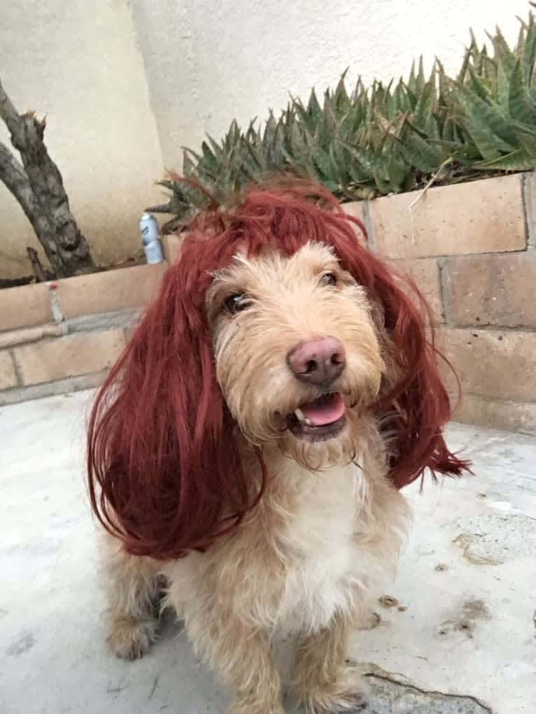 Photo of George, a Basset Hound, Poodle (Small), and Mixed mix in Rialto, California, USA