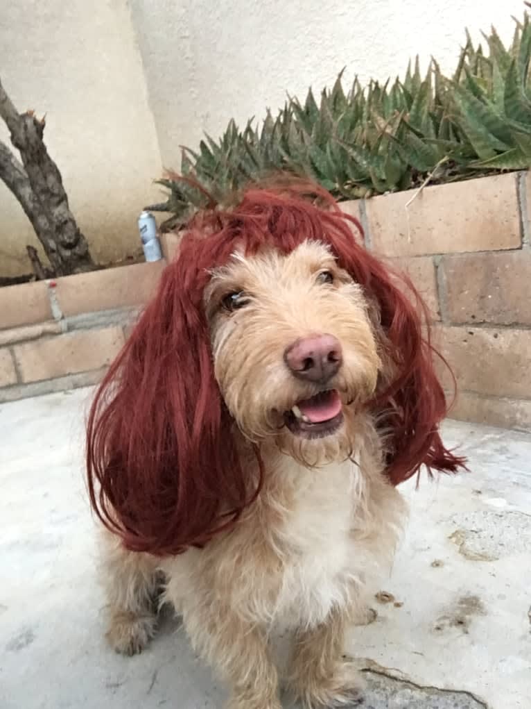 George, a Basset Hound and Poodle (Small) mix tested with EmbarkVet.com