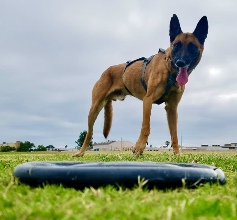 Sully, a Belgian Shepherd tested with EmbarkVet.com