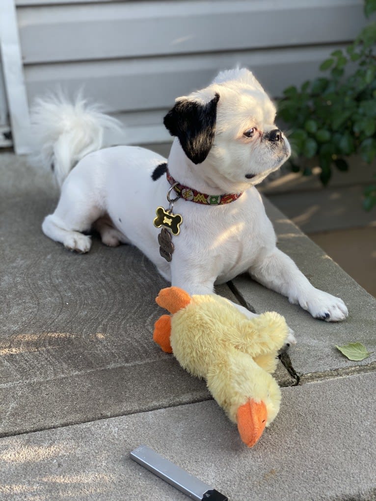 Tyson, a Lhasa Apso and Shih Tzu mix tested with EmbarkVet.com