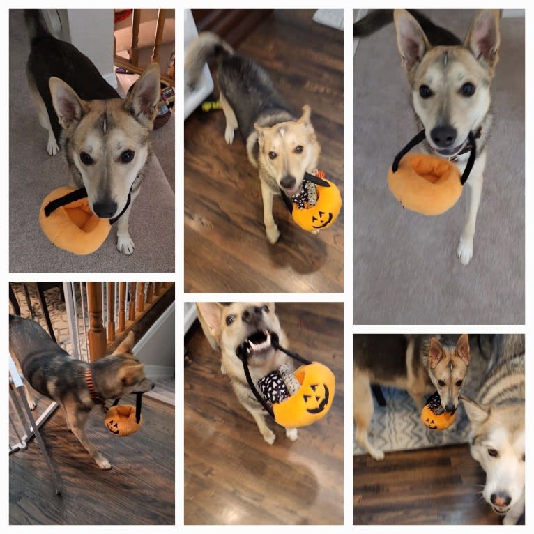 Max, a German Shepherd Dog and Alaskan Malamute mix tested with EmbarkVet.com