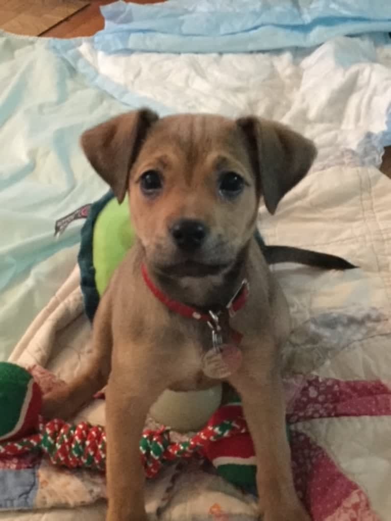 Pretzel, a Beagle and Golden Retriever mix tested with EmbarkVet.com