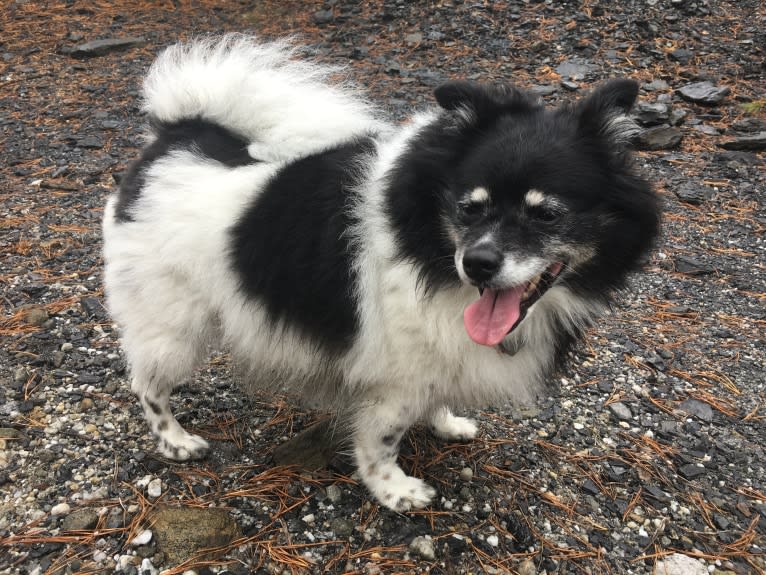 Piper, an American Eskimo Dog and Pomeranian mix tested with EmbarkVet.com