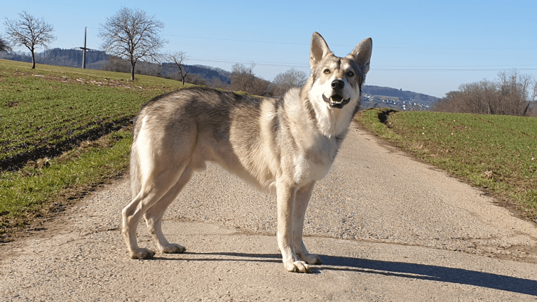 Cyrian Corvo Netis Tala, a Saarloos Wolfdog tested with EmbarkVet.com