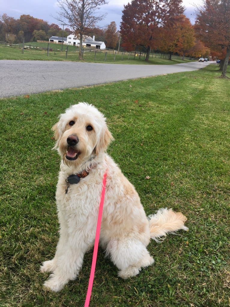 Sandy, a Goldendoodle tested with EmbarkVet.com