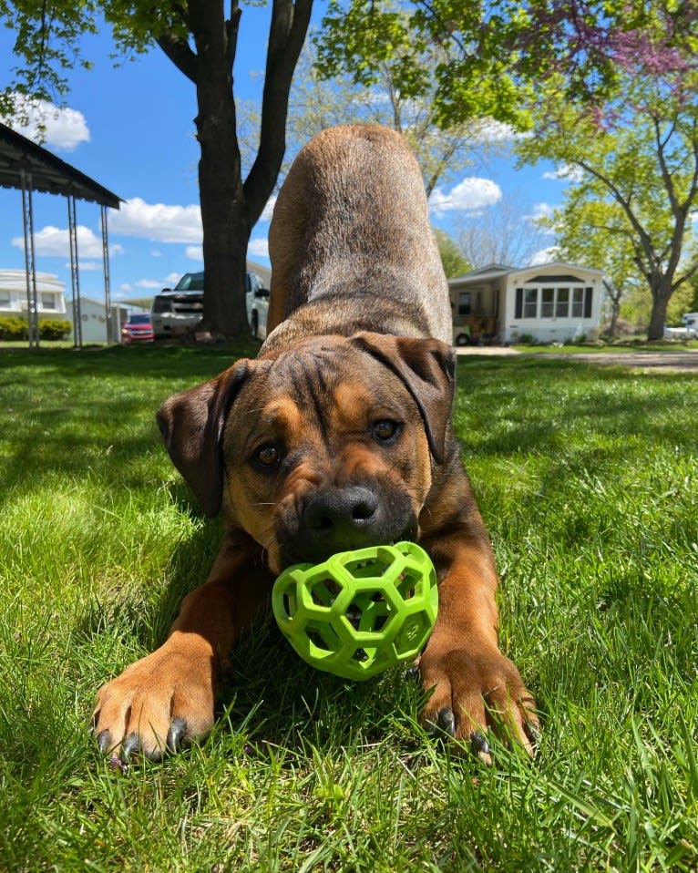 Lenny, a Rottweiler and American Pit Bull Terrier mix tested with EmbarkVet.com