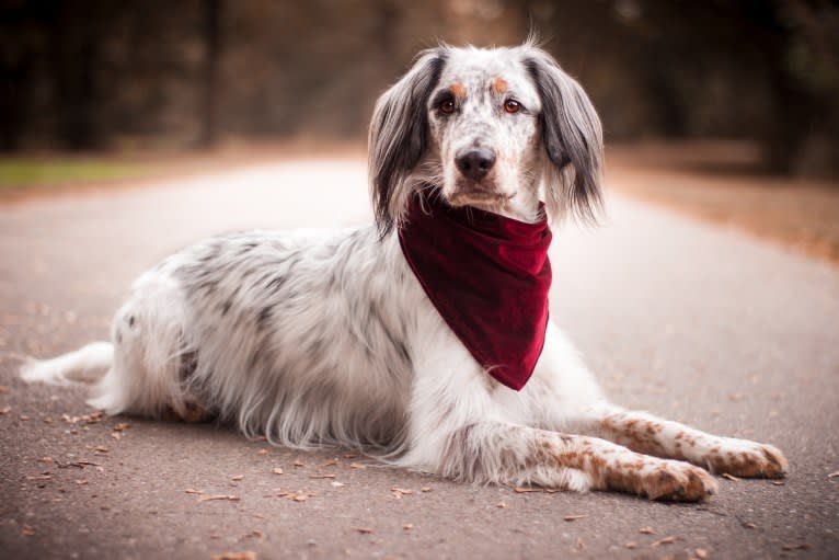 Pixel Terrence McFlurry, an English Cocker Spaniel and Australian Cattle Dog mix tested with EmbarkVet.com