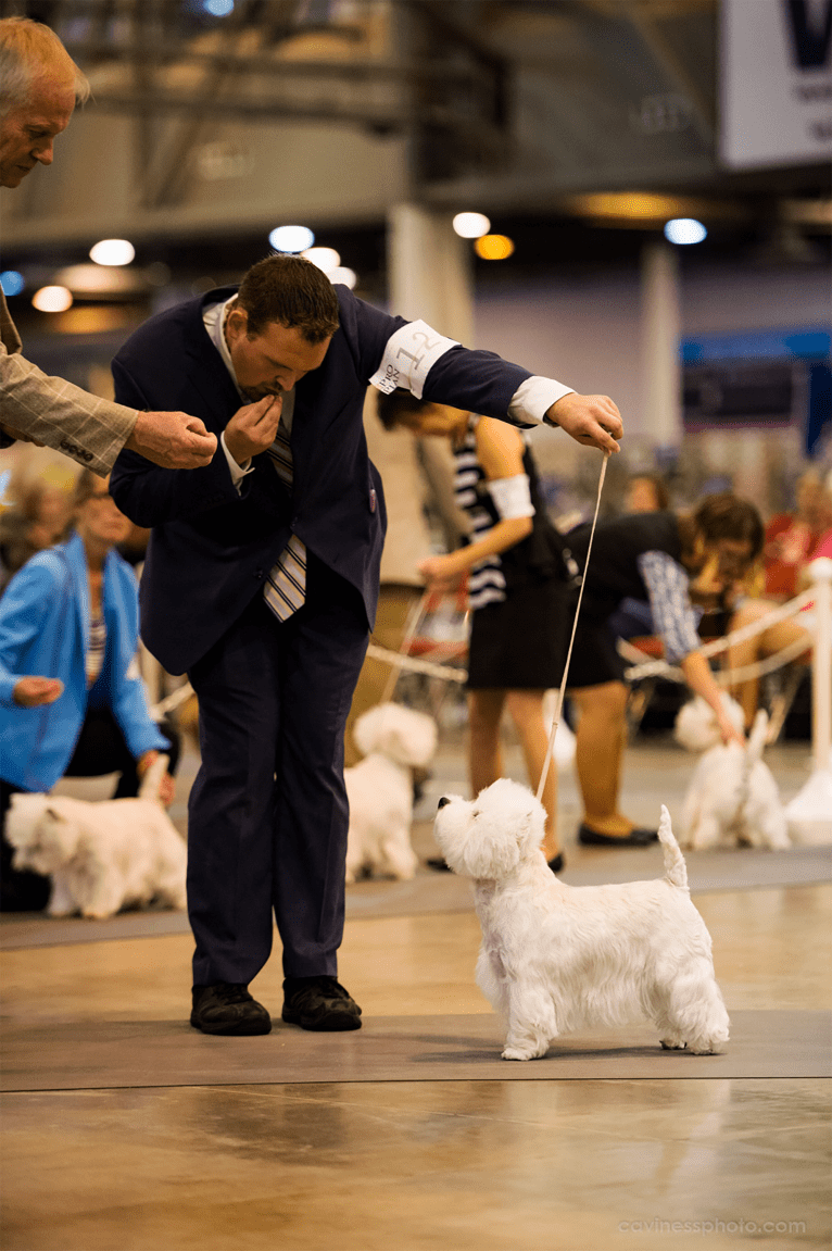 Summer, a West Highland White Terrier tested with EmbarkVet.com