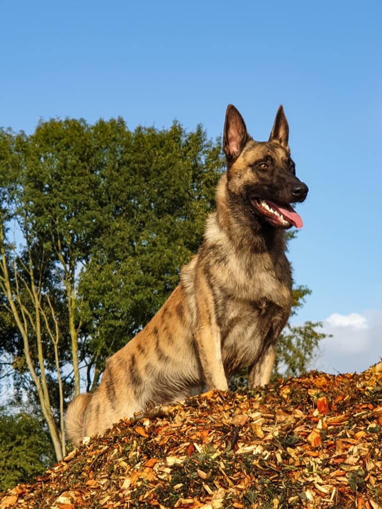 Xanu, a Dutch Shepherd and Belgian Malinois mix tested with EmbarkVet.com