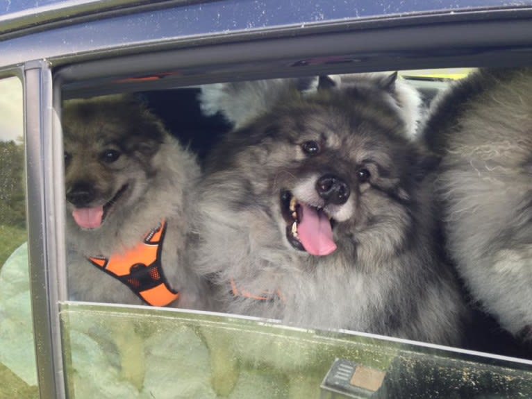 Solomon, a Keeshond tested with EmbarkVet.com