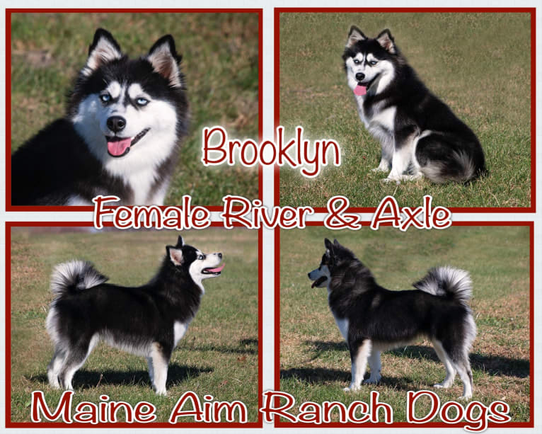 Brooklyn Blue, a Pomsky tested with EmbarkVet.com