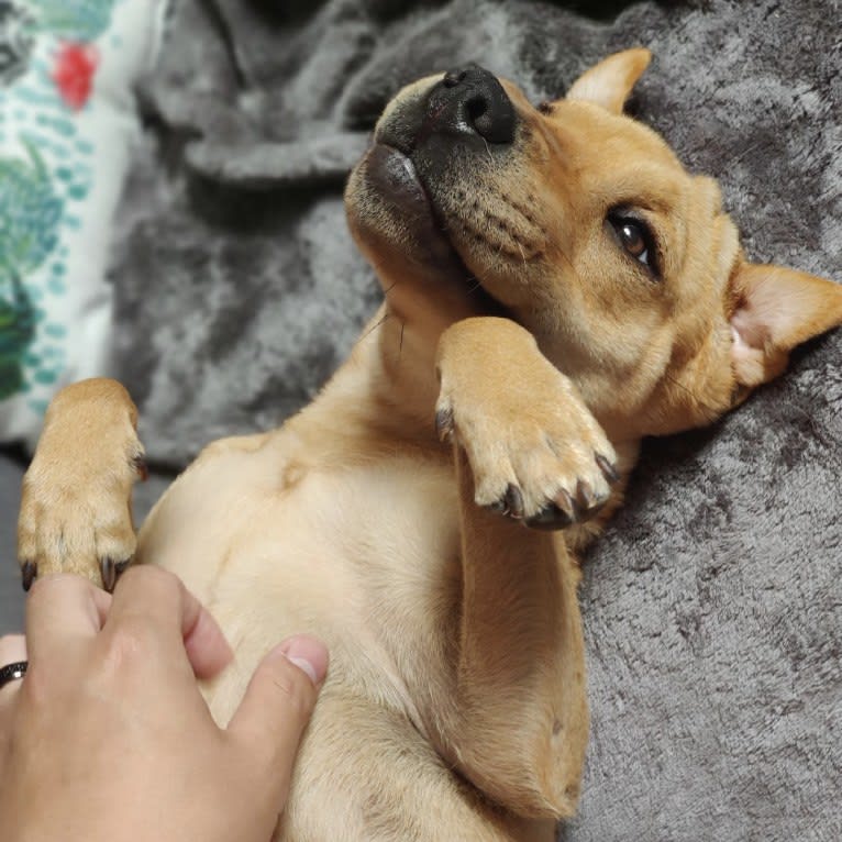 Luna, a Chinese Shar-Pei and Pug mix tested with EmbarkVet.com