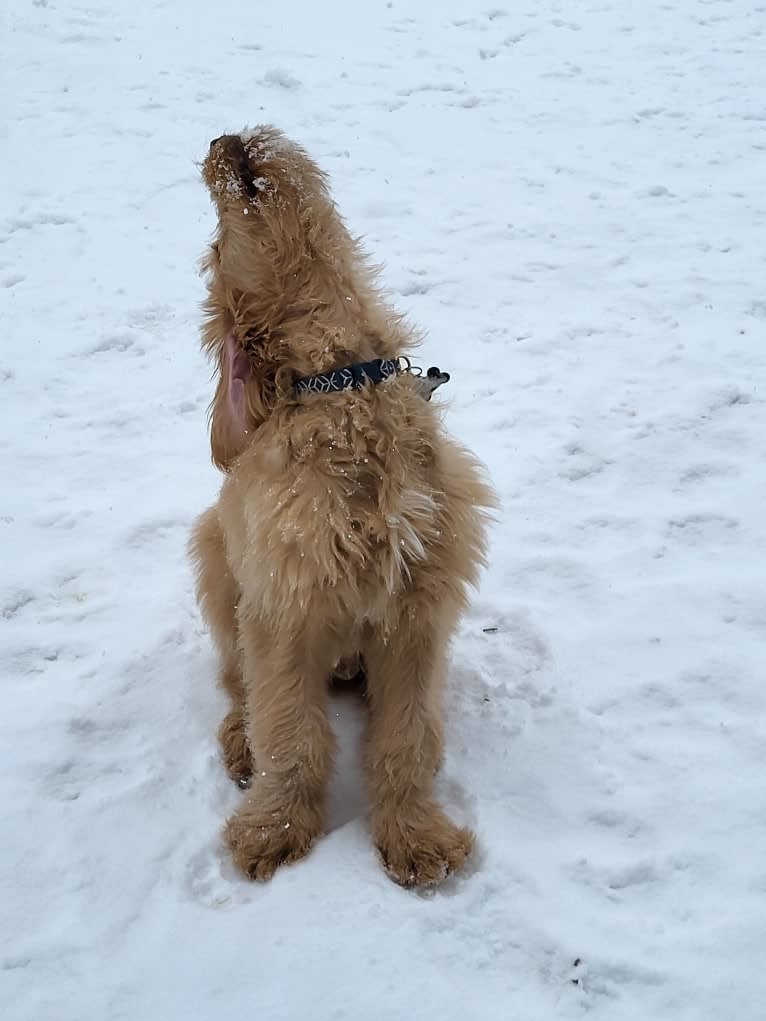 Tobias Lincoln, a Goldendoodle tested with EmbarkVet.com