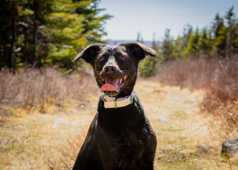 Cinder, a Newfoundland and Labrador Retriever mix tested with EmbarkVet.com