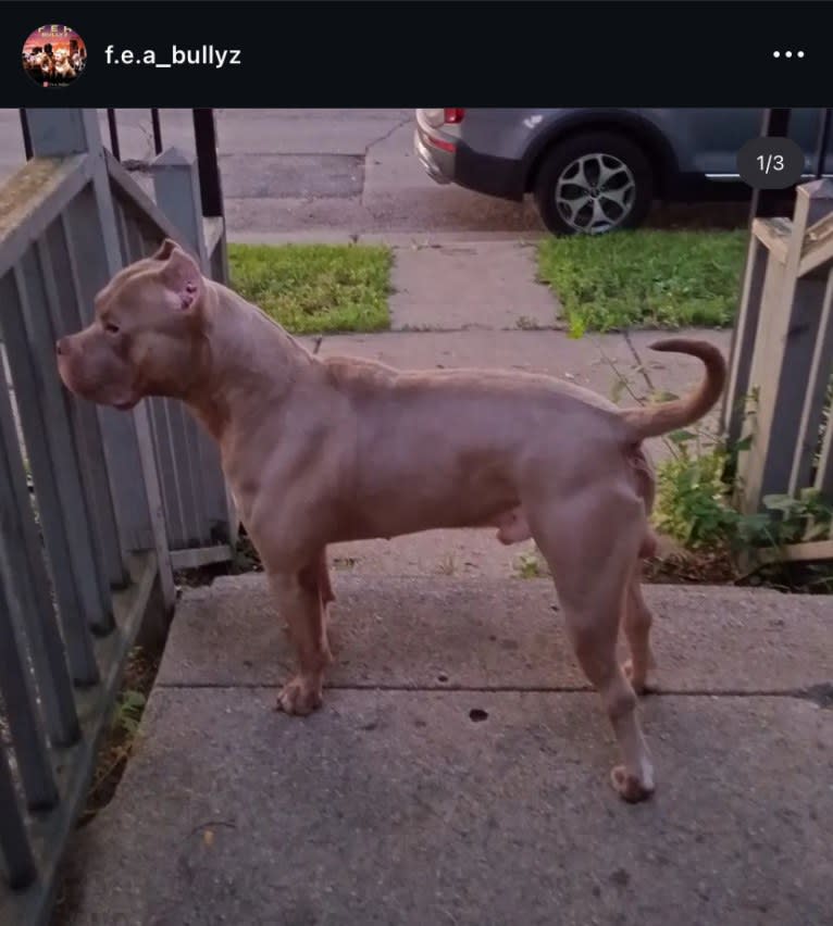 Giannis, an American Bully tested with EmbarkVet.com