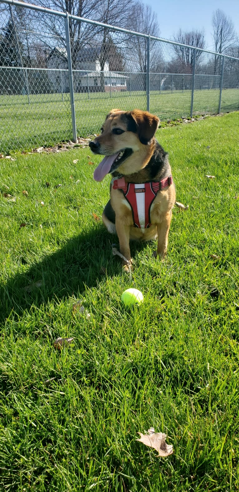 Thor, a Beagle and Australian Shepherd mix tested with EmbarkVet.com