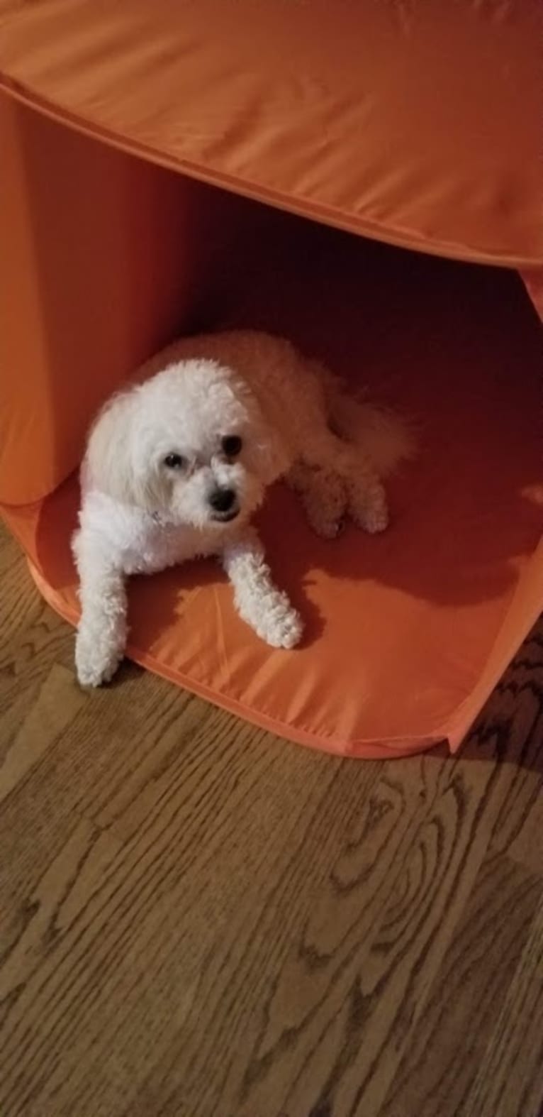 Fozzie, a Maltese and Poodle (Small) mix tested with EmbarkVet.com