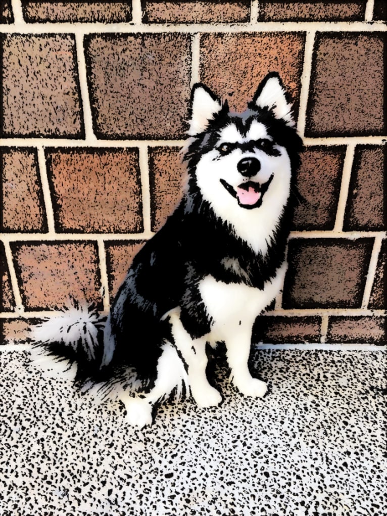 Ogie Oglethorpe, an Alaskan Klee Kai tested with EmbarkVet.com