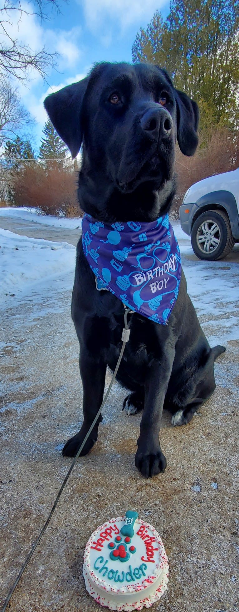 Chowder, a Siberian Husky and Labrador Retriever mix tested with EmbarkVet.com